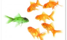 Stand out from the crowd A green goldfish is surrounded by gold goldfish